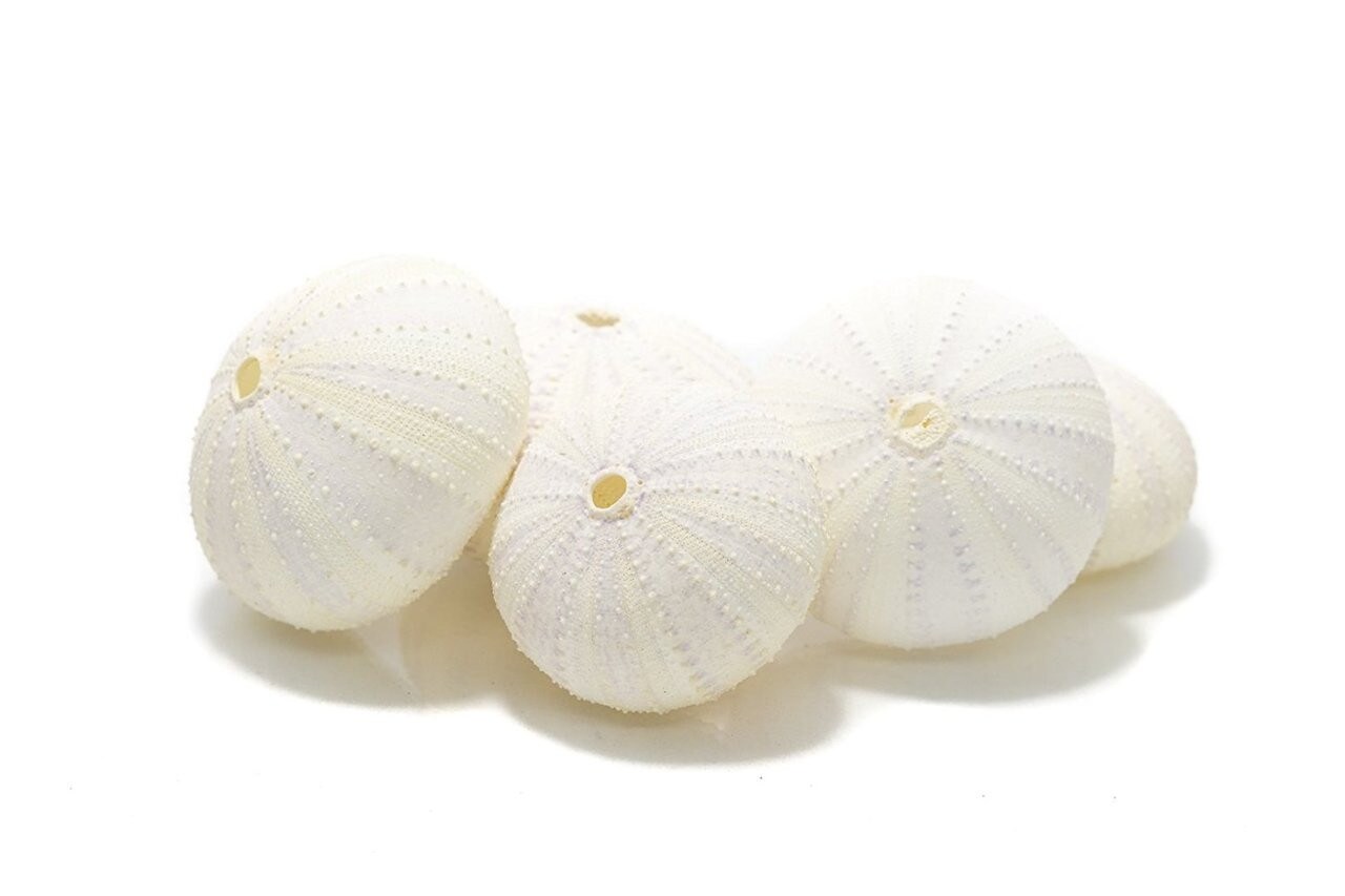 Sea Urchins 5 White Albino Sea Urchins Shells 2"-3" for Craft and Decor